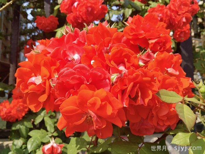 橘红火焰月季/橘色火焰/橘红色火焰Darthuizer Orange Fire(图1)