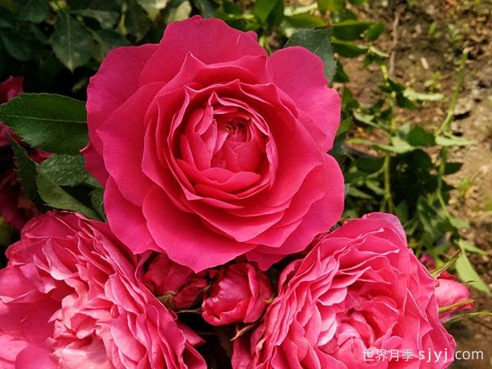 巨蟹座月季/巨蟹座阳台月季Rose Terrazza Cancer(图1)