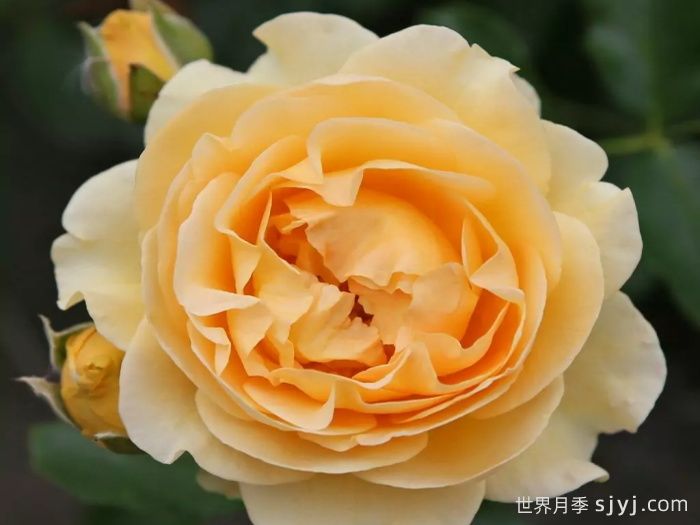 聚光灯月季Spotlight(图1)