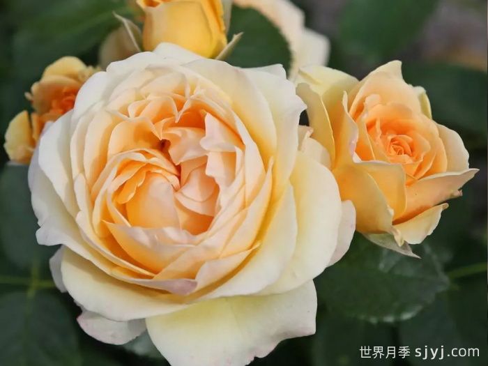 聚光灯月季Spotlight(图2)