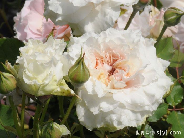 觉醒精灵月季/闹钟/唤醒Reveil(图2)