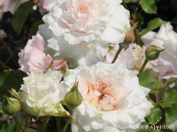 觉醒精灵月季/闹钟/唤醒Reveil(图1)