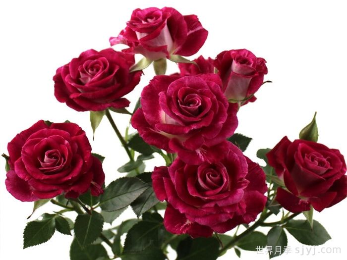 绝妙之花月季Admirable Blossoms(图1) 绝妙之花月季Admirable Blossoms(图1)