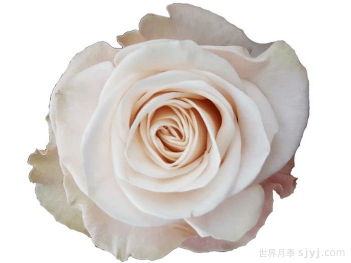 咖啡馆月季Cafe(图1)