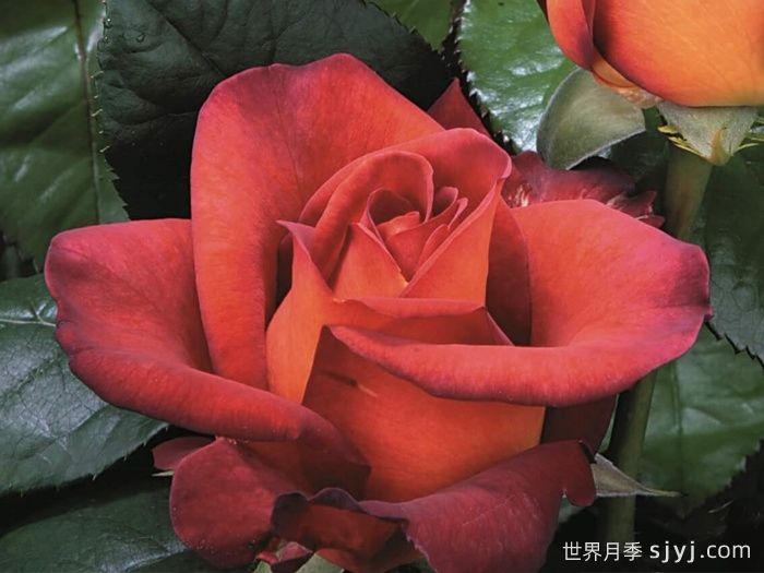 咖啡时间月季/休憩/咖啡突破Coffee Break(图1)