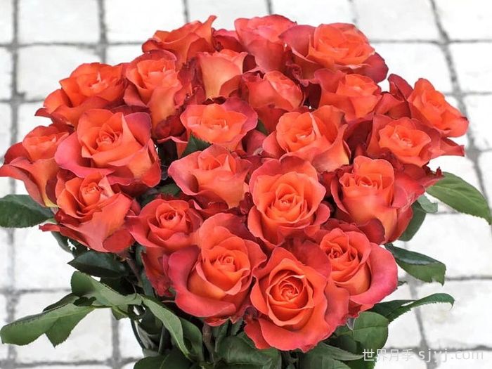 咖啡时间月季/休憩/咖啡突破Coffee Break(图2)