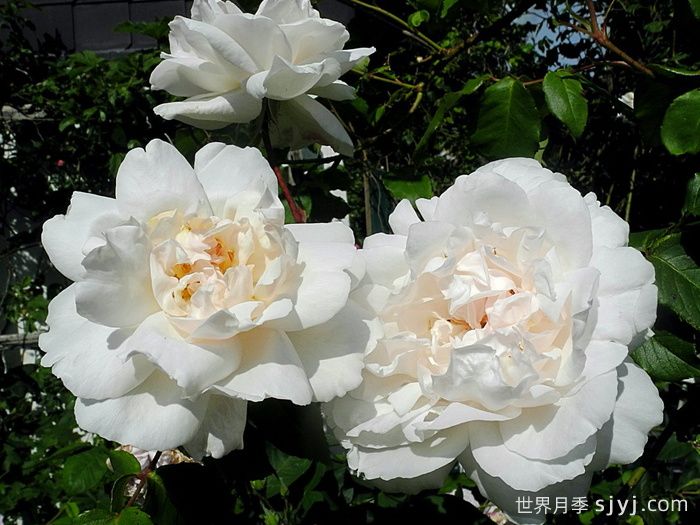 卡里叶夫人月季/阿尔弗雷德夫人Mme Alfred Carriere(图2)