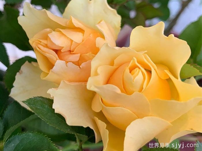 喀秋莎月季Katjusha(图1) 喀秋莎月季Katjusha(图1)