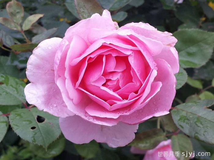 卡德法尔兄弟月季/凯蒂兄弟/卡德法尔修士Brother Cadfael(图1)