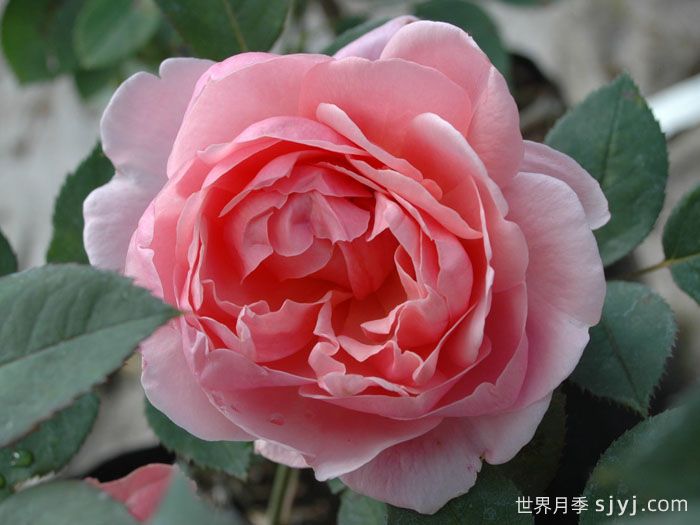 卡德法尔兄弟月季/凯蒂兄弟/卡德法尔修士Brother Cadfael(图2)