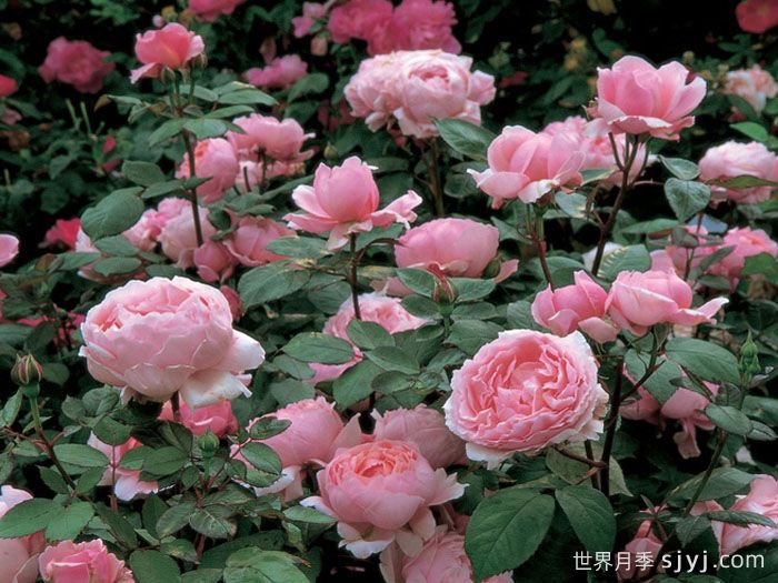 卡德法尔兄弟月季/凯蒂兄弟/卡德法尔修士Brother Cadfael(图3)