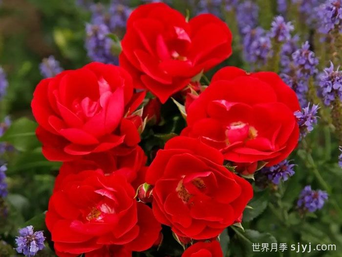 卡拉乔月季/卡拉奇月季Caracho(图2)