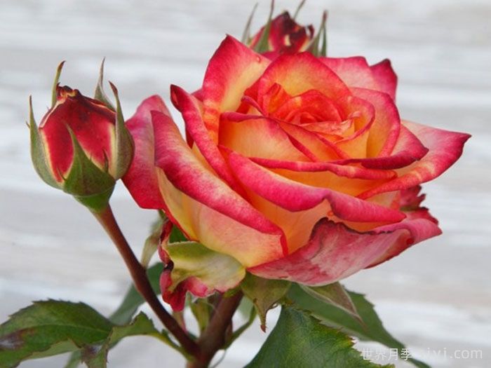 卡拉克神行者Caracho Freelander(图1) 卡拉克神行者Caracho Freelander(图1)