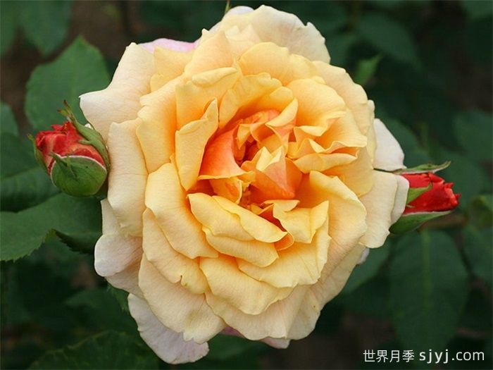 卡梅尔月季/卡拉美拉月季Caramella(图1)