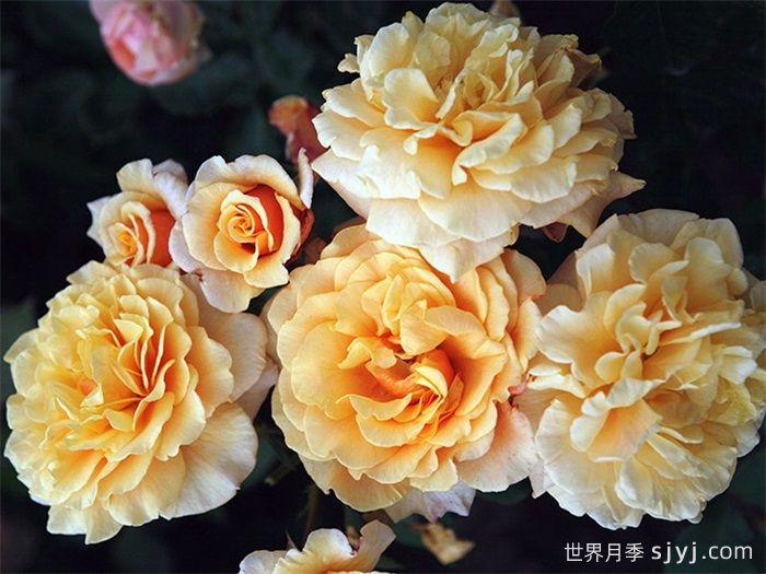 卡梅尔月季/卡拉美拉月季Caramella(图2)