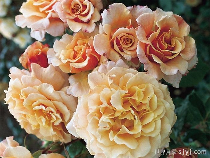 卡梅尔月季/卡拉美拉月季Caramella(图3)