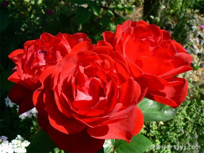 卡普莉西娅月季Capricia Renaissance(图2)