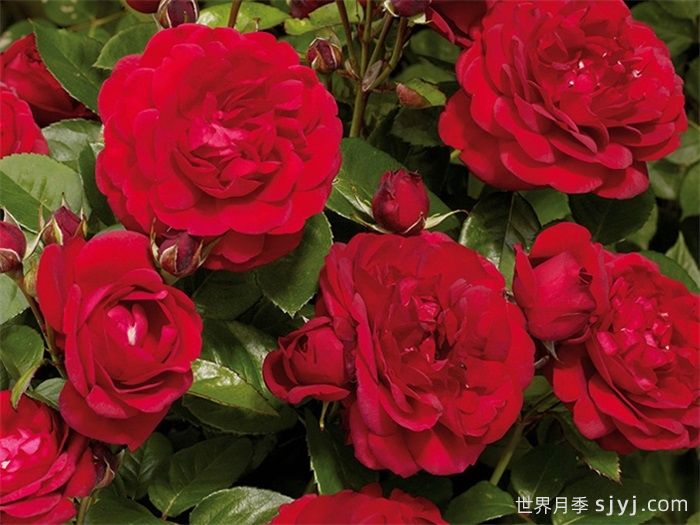 卡普莉西娅月季Capricia Renaissance(图3)