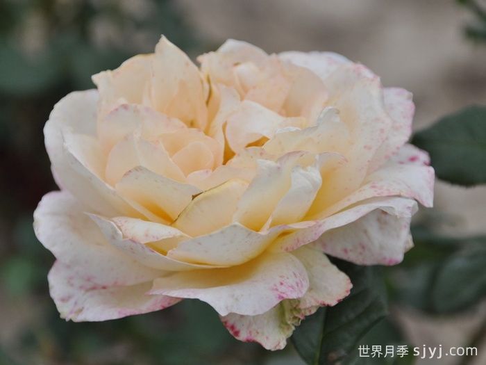 卡萨诺瓦月季/情圣Casanova(图2)