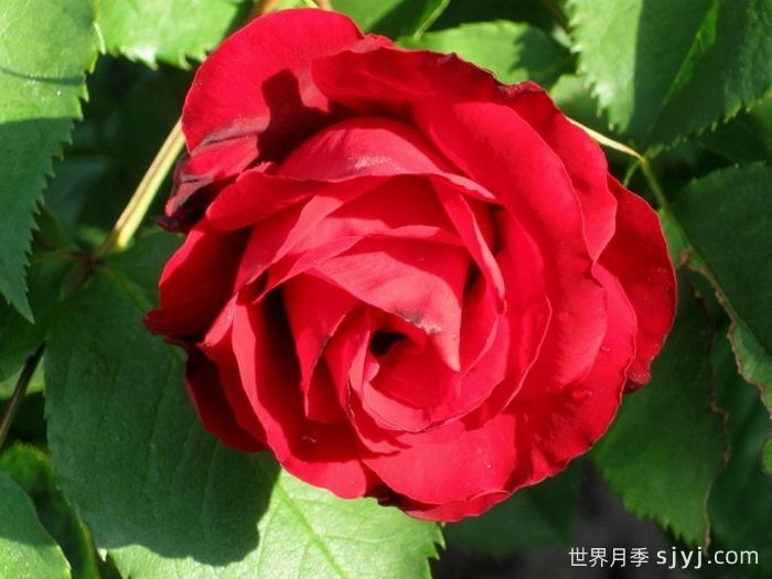 卡斯泰拉月季Castella(图2)