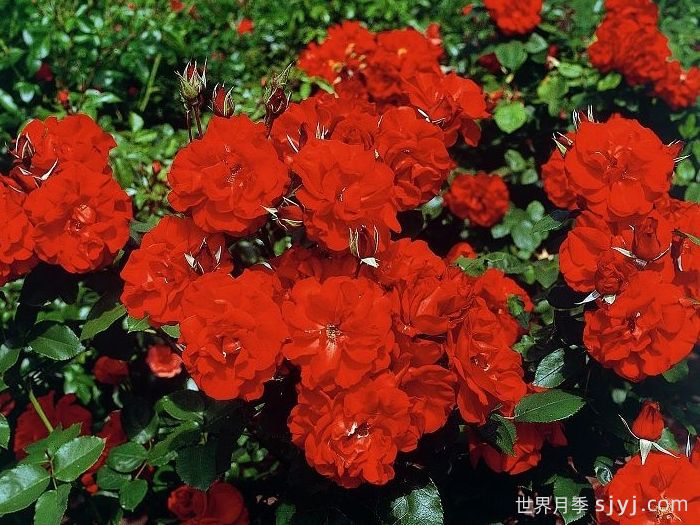 卡斯泰拉月季Castella(图3)