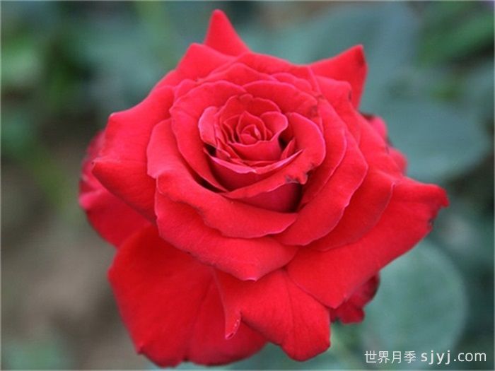 卡托尔纸牌月季/纸牌/巴卡拉Baccarat(图1)