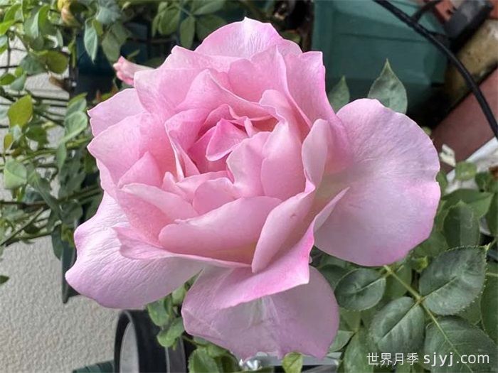 开心果月季Laugh Maker(图2)