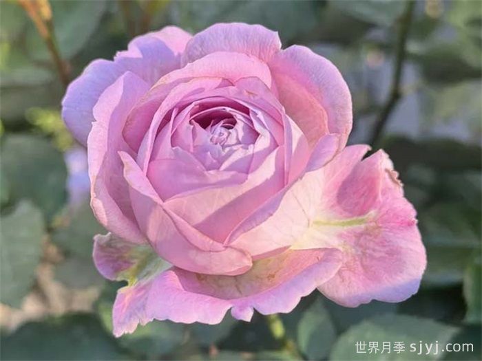 开心果月季Laugh Maker(图1)