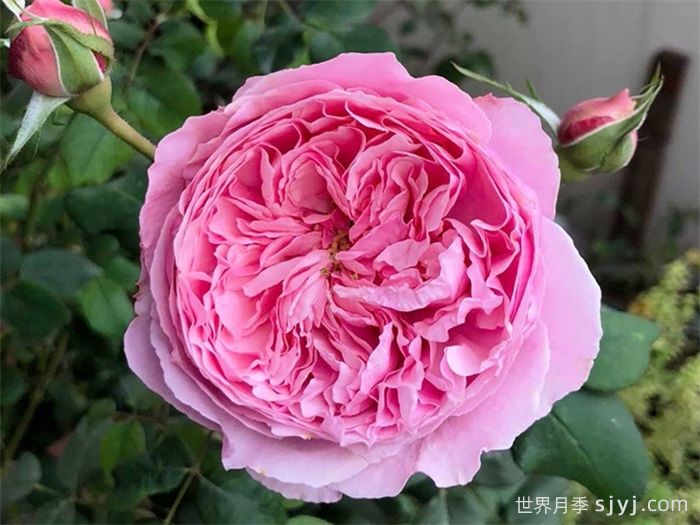 凯丽月季/凯里月季Carey(图1)