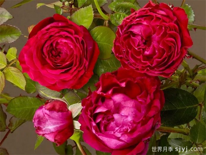 凯瑟琳月季/树莓重生Katherine Renaissance(图2)