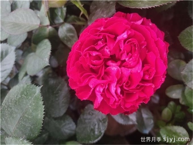 凯特月季Kate(图1) 凯特月季Kate(图1)