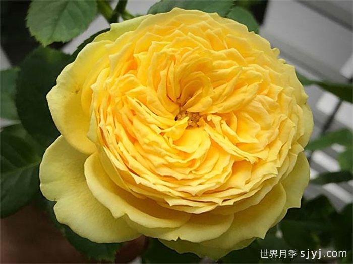 凯特琳娜月季/卡特琳娜月季Catalina(图2)