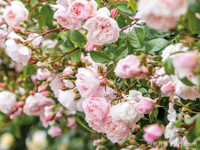慷慨的园丁月季The Generous Gardener(图3)