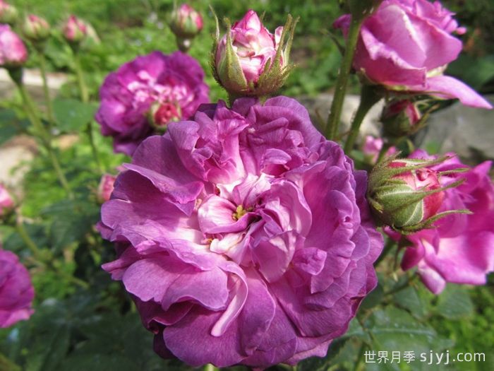 克雷西美人月季/流星/克雷西美女Belle de Crecy(图2)