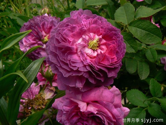 克雷西美人月季/流星/克雷西美女Belle de Crecy(图3)