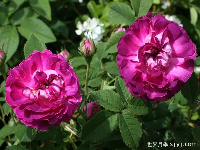 克雷西美人月季/流星/克雷西美女Belle de Crecy(图4)