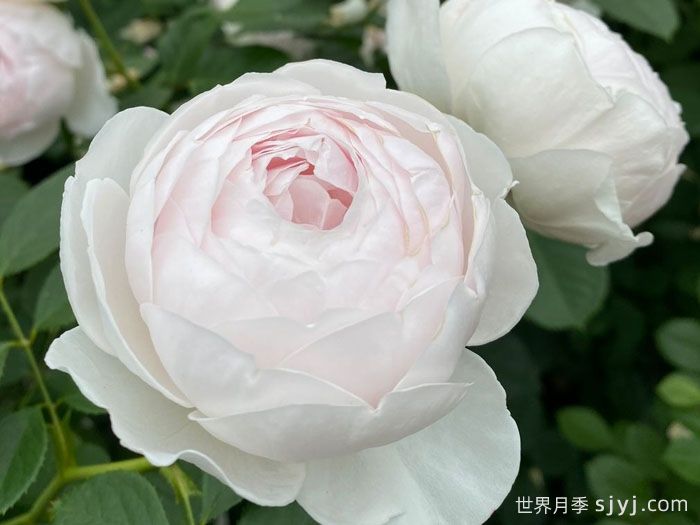 克里斯蒂娜公爵夫人月季/尘世天使/地球天使Herzogin Christiana(图2)