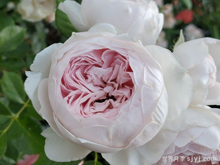 克里斯蒂娜公爵夫人月季/尘世天使/地球天使Herzogin Christiana(图3)