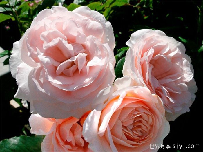 克莱尔月季/莉莉安娜/克莱尔文艺复兴Clair Renaissance(图3)