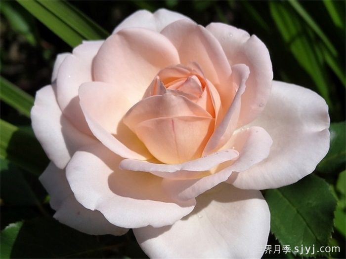 克莱尔月季/莉莉安娜/克莱尔文艺复兴Clair Renaissance(图4)