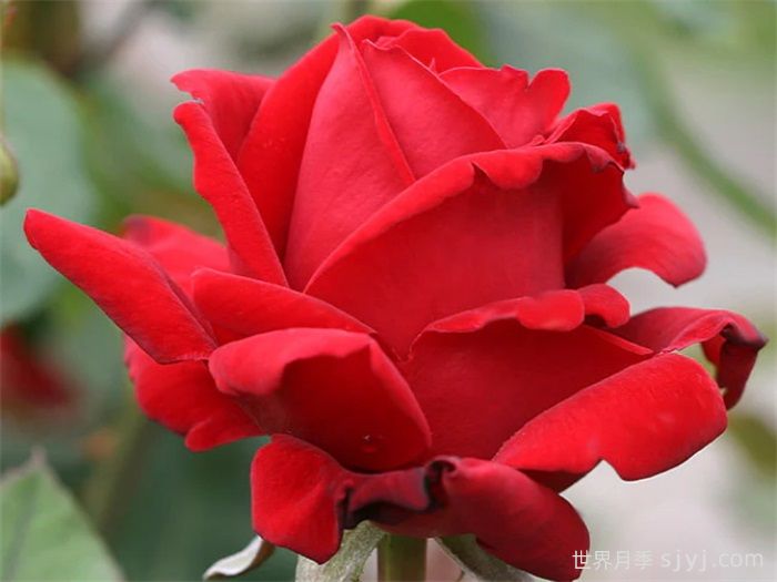 克莱斯勒帝国月季Chrysler Imperial(图2)