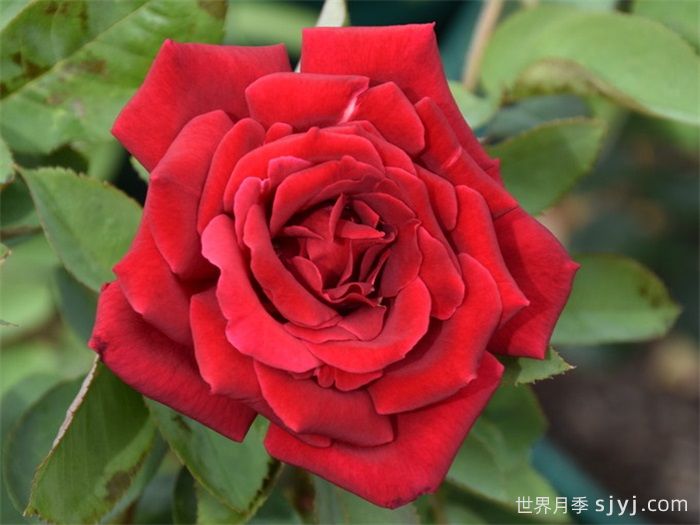 克莱斯勒帝国月季Chrysler Imperial(图1)