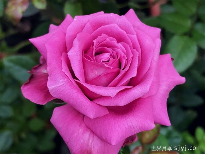 克劳德布拉瑟月季/克劳德布莱塞Claude Brasseur(图1)