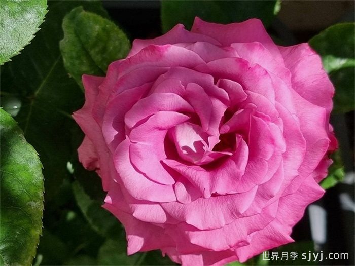 克劳德布拉瑟月季/克劳德布莱塞Claude Brasseur(图2)