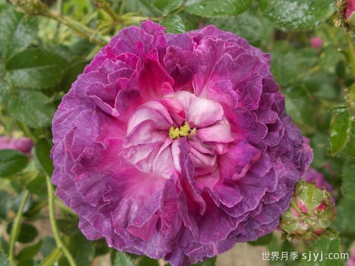 克雷西美人月季/流星/克雷西美女Belle de Crecy(图1)