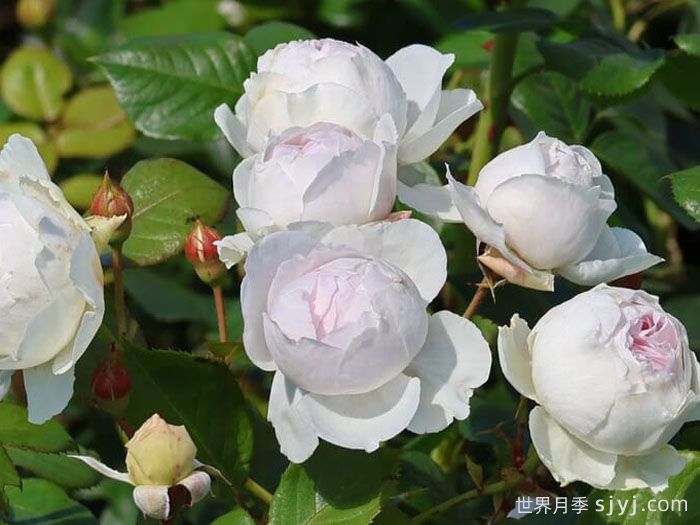 克里斯蒂娜公爵夫人月季/尘世天使/地球天使Herzogin Christiana(图5)