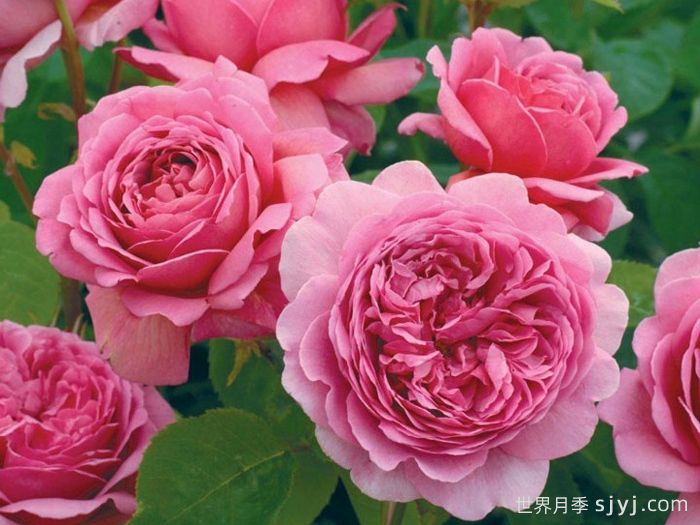 肯特公主月季/亚历山德拉公主月季Princess Alexandra of Kent(图1)