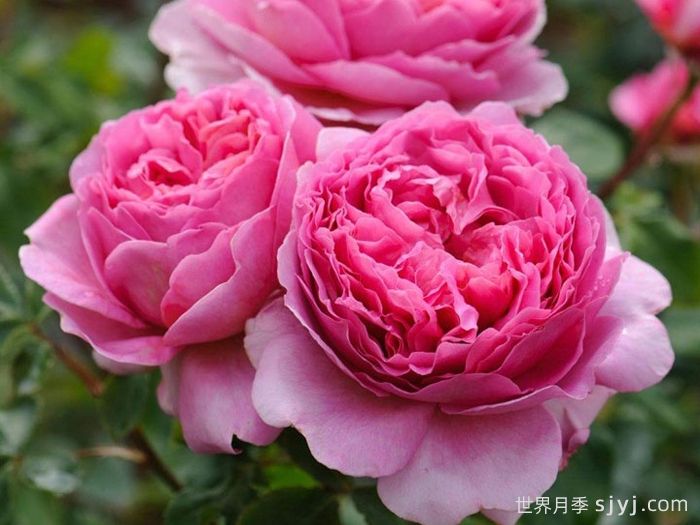 肯特公主月季/亚历山德拉公主月季Princess Alexandra of Kent(图2)