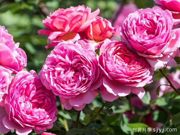 肯特公主月季/亚历山德拉公主月季Princess Alexandra of Kent(图3)