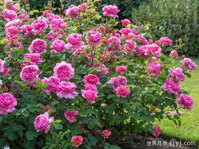 肯特公主月季/亚历山德拉公主月季Princess Alexandra of Kent(图5)